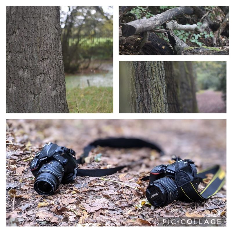 A photo collage of four shots of cameras in the woods