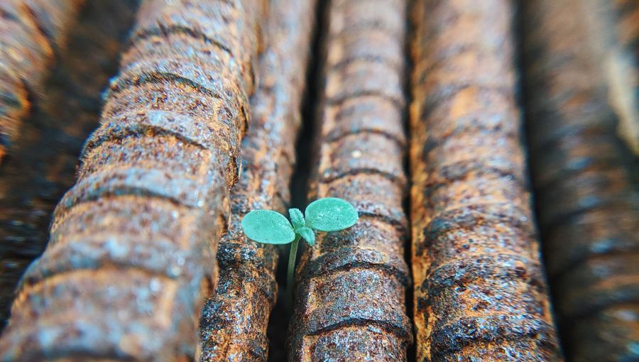 A green shoot grows out of a pavement